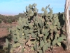 oujda-paysage-cactus-handiya