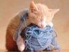 cat-1